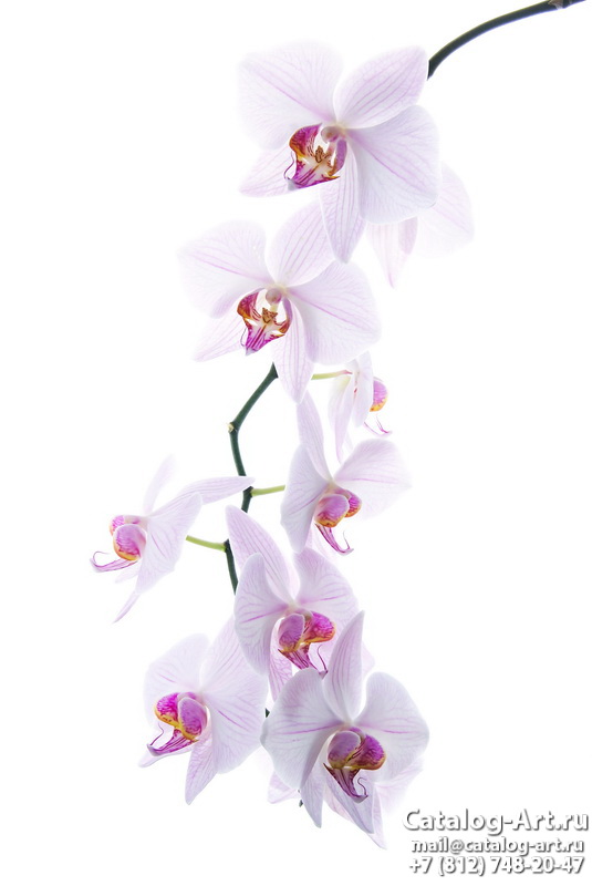 картинки для фотопечати на потолках, идеи, фото, образцы - Потолки с фотопечатью - Розовые орхидеи 54